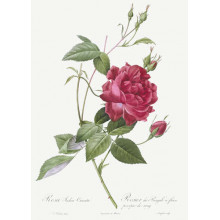 Королевский цвет багряной розы