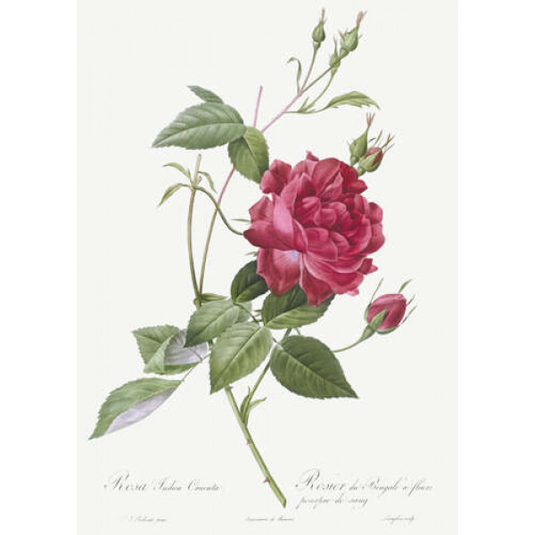 Королівський колір багряної троянди