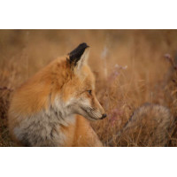Рыжая лисичка притаилась в сухой траве