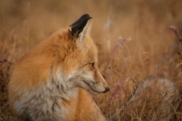 Рыжая лисичка притаилась в сухой траве