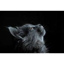 Мордочка пухнастого сірого кошеняти 