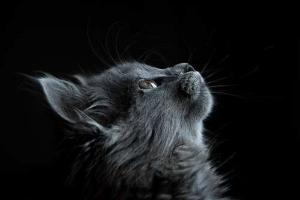Мордочка пушистого серого котенка