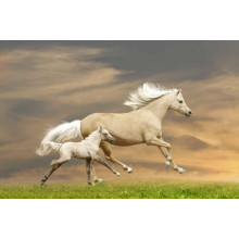 Белые кони, мать и детеныш, скачут по траве
