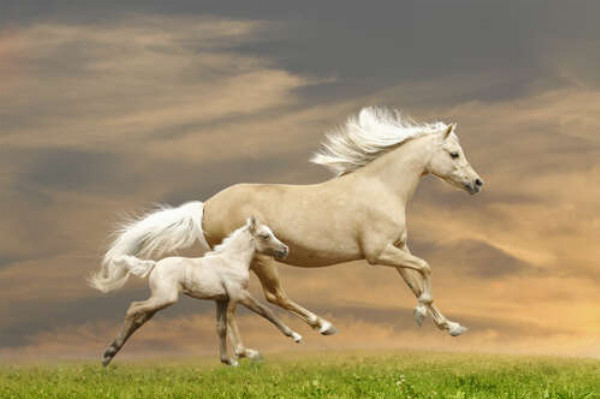 Белые кони, мать и детеныш, скачут по траве