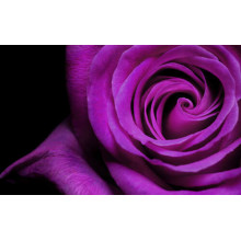 Пурпур пелюстків благородної троянди