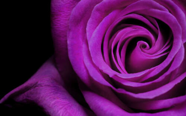 Пурпур лепестков благородной розы