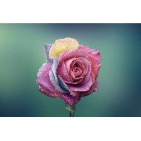 Орошенный каплями дождя, цветной бутон розы