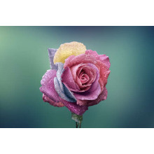 Орошений краплями дощу, кольоровий бутон троянди 