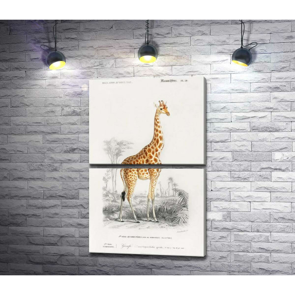 Стройный силуэт пятнистого жирафа