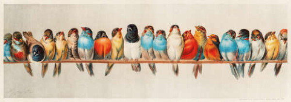 Ряд яскравих барв оперення птахів