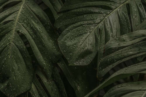 Тропические листья лианы в каплях дождя