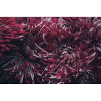 Винный цвет букета хризантем