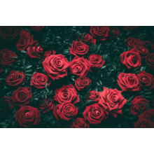 Гострі кінчики пелюсток троянд