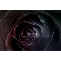 Черный блеск лепестков розы