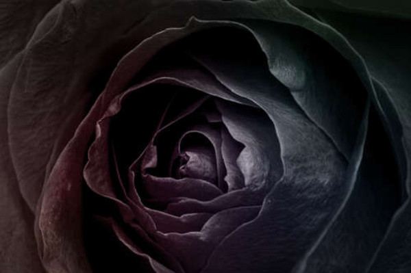 Чорний блиск пелюсток троянди