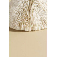 Лабиринт пластинок шапочки гриба