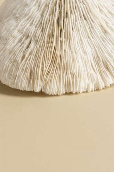Лабиринт пластинок шапочки гриба