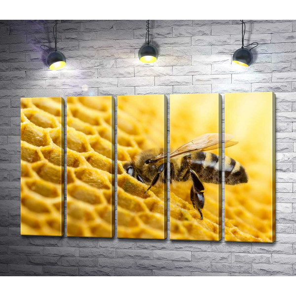 Старательная пчела наполняет соту нектаром