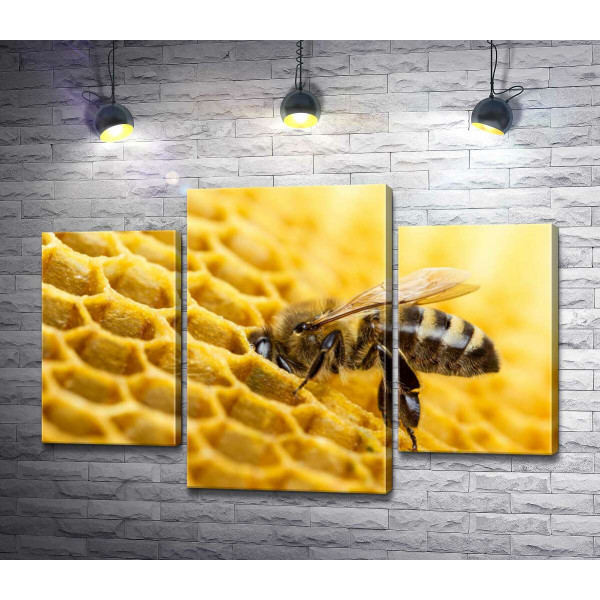 Старанна бджола наповнює соту нектаром