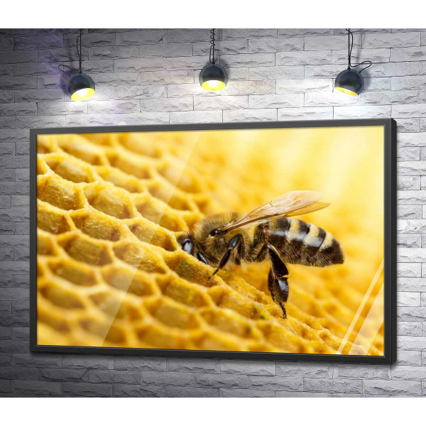 Старанна бджола наповнює соту нектаром