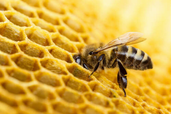 Старательная пчела наполняет соту нектаром