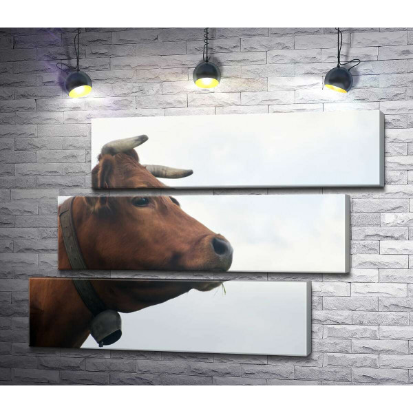 Железный колокольчик на шее рогатой коровы