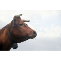 Залізний дзвіночок на шиї рогатої корови