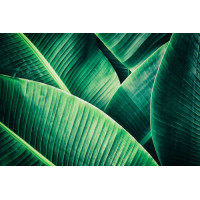 Тропические оттенки зеленого на широких банановых листьях