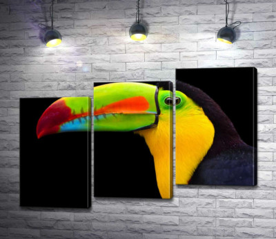 Тропічно-яскраві барви дзьоба тукана