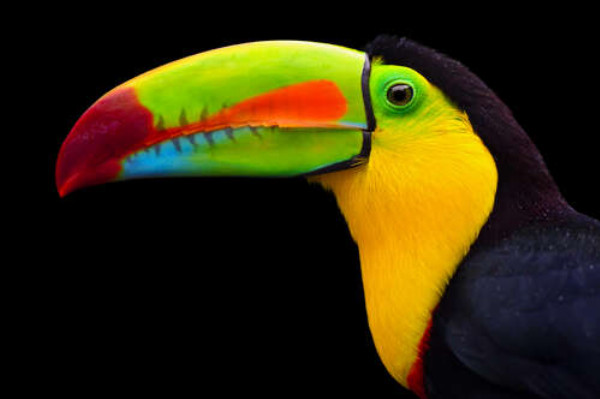 Тропічно-яскраві барви дзьоба тукана