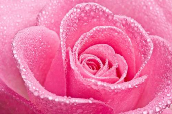 Бриллиантовый блеск росы на бутоне розы