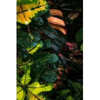 Пятнистые листья зеленого куста кодиеума