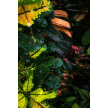 Плямисте листя зеленого куща кодіеума