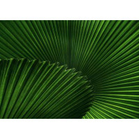 Острая симметрия листьев пальмы