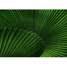 Острая симметрия листьев пальмы