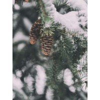 Сухие шишки висят на елке, присыпанной снегом