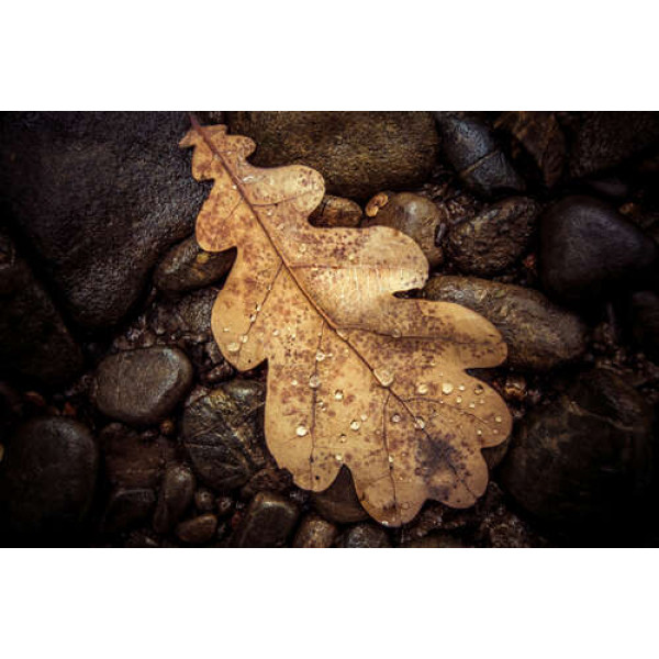 Сухий дубовий листочок лежить на камінні