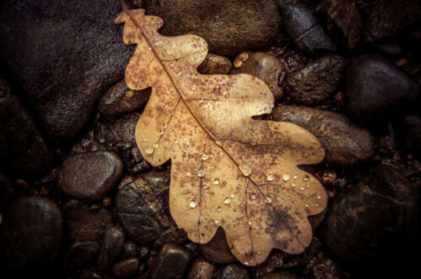 Сухой дубовый листик лежит на камнях