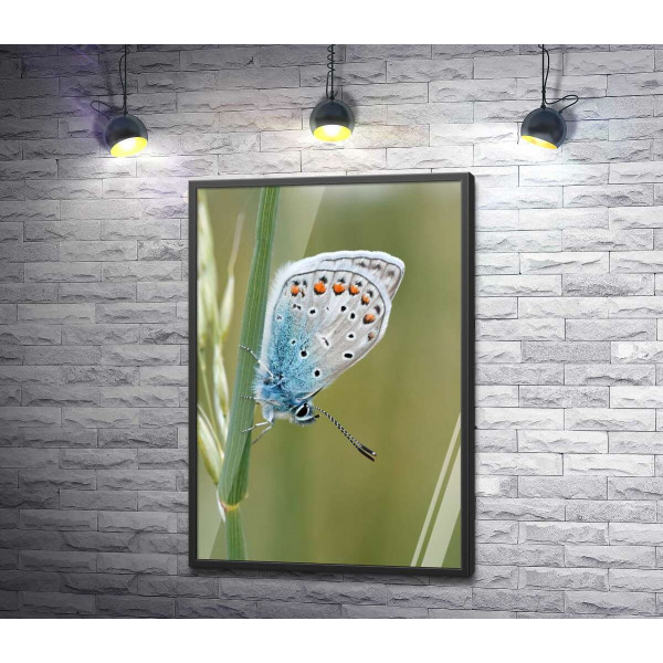 Голубой градиент крылышек бабочки
