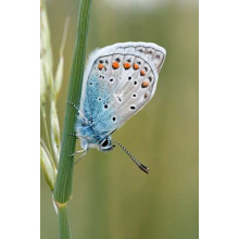Блакитний градієнт крилець метелика
