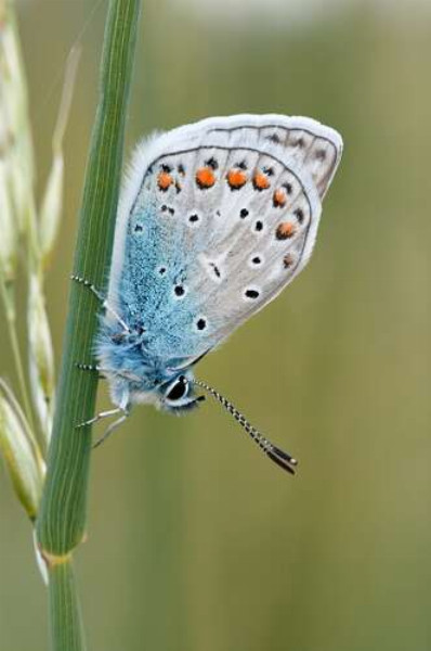 Голубой градиент крылышек бабочки