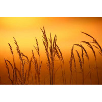 Пушистые кисточки травы на фоне золотого неба