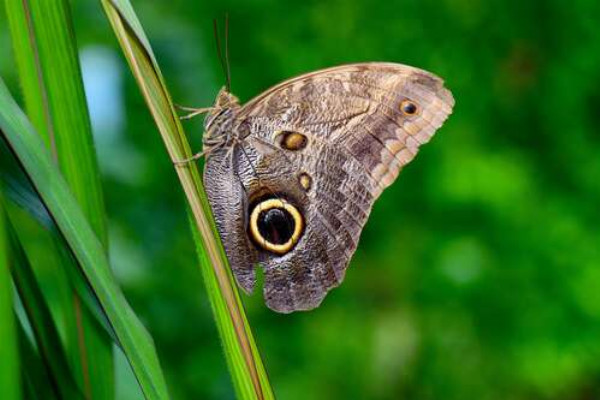 Темная капля на пастельных крылышках бабочки