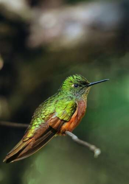 Богатство изумрудного оперения колибри