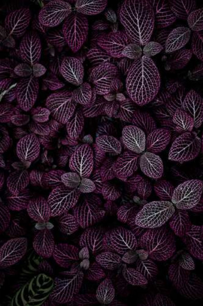 Бордовий килим листя