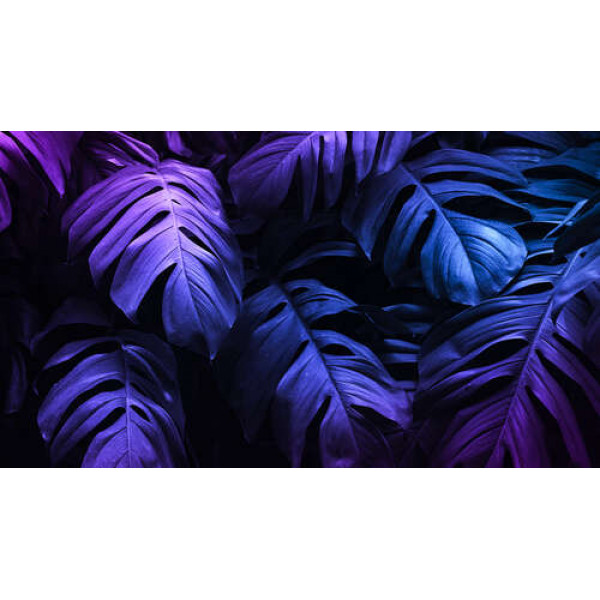 Барвистість фіолетової поверхні листків монстери