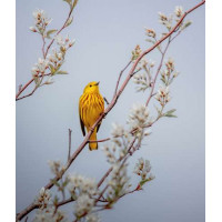 Птица жёлтая древесница сидит на цветущем дереве