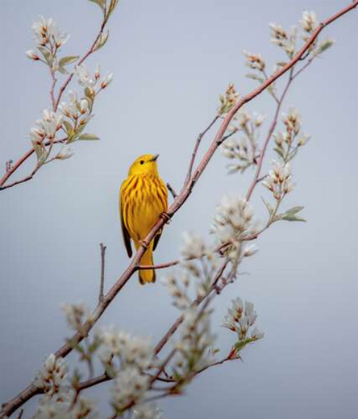 Птах пісняр-лісовик золотистий сидить на квітучому дереві