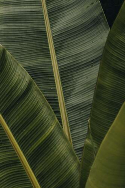 Зеленый веер из тропических листьев