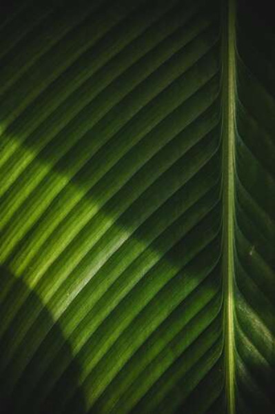 Свет рисует контраст теней на поверхности пальмового листа